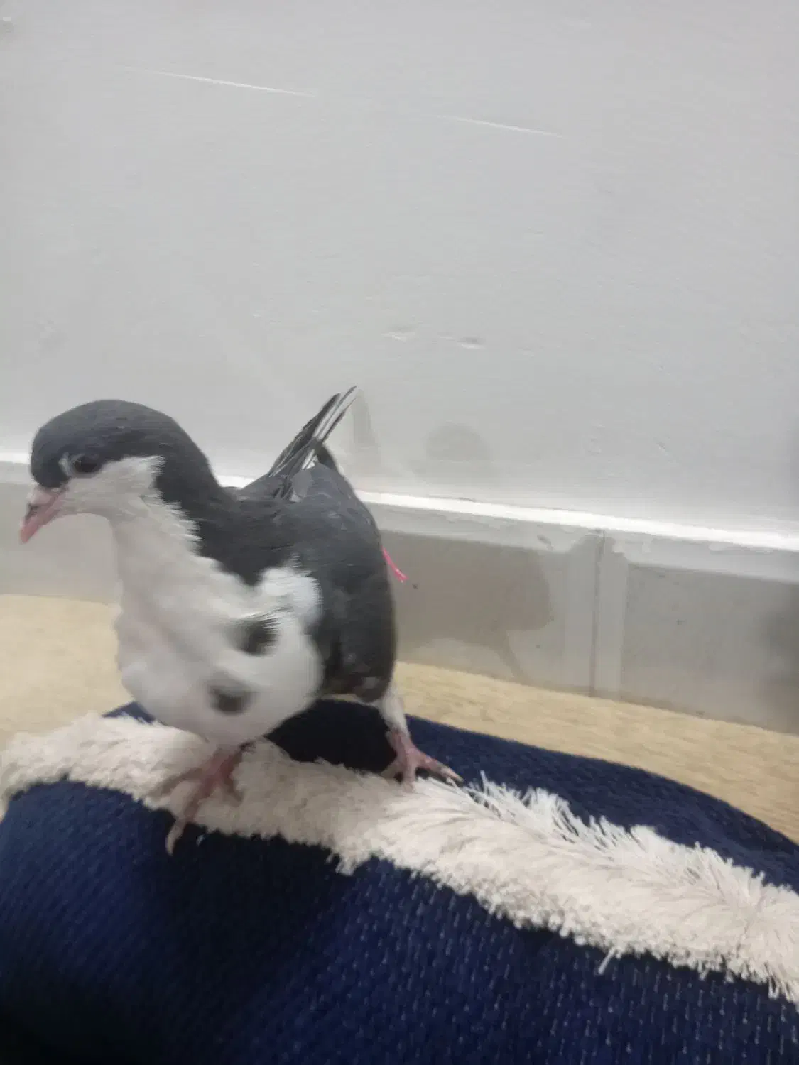 کفتر ساده|پرنده|تربت جام, میان جام|دیوار