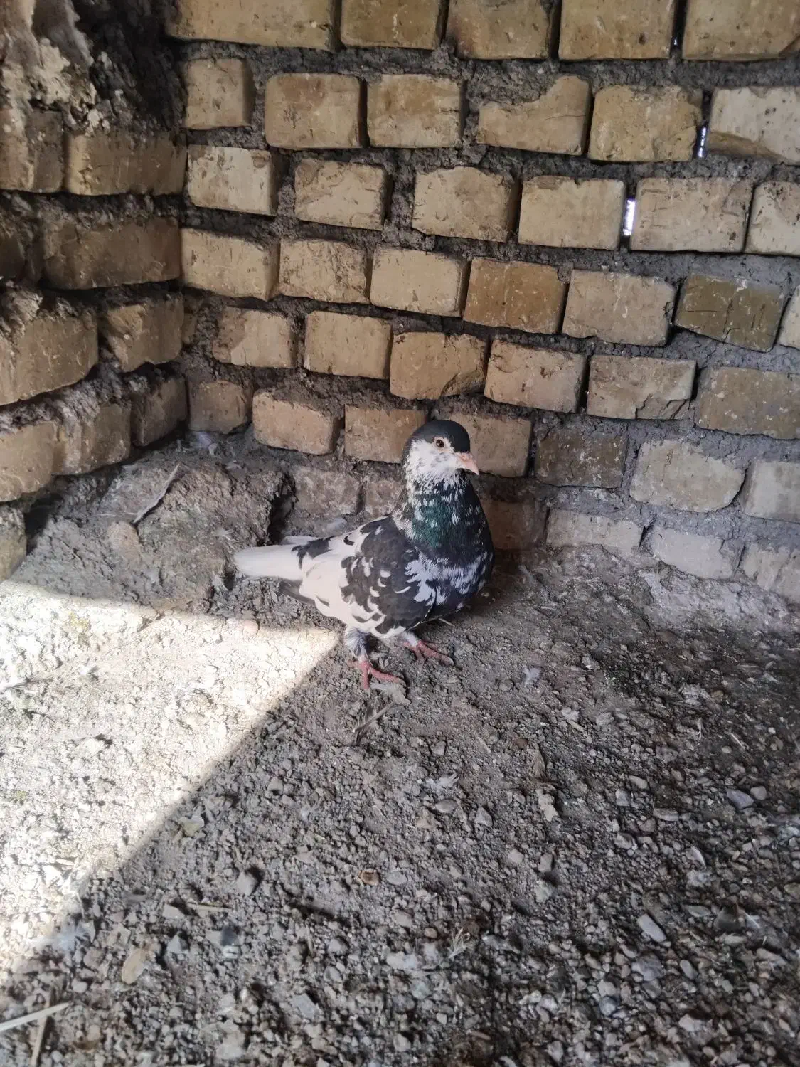 کفتر|پرنده|تربت جام, معدآباد|دیوار