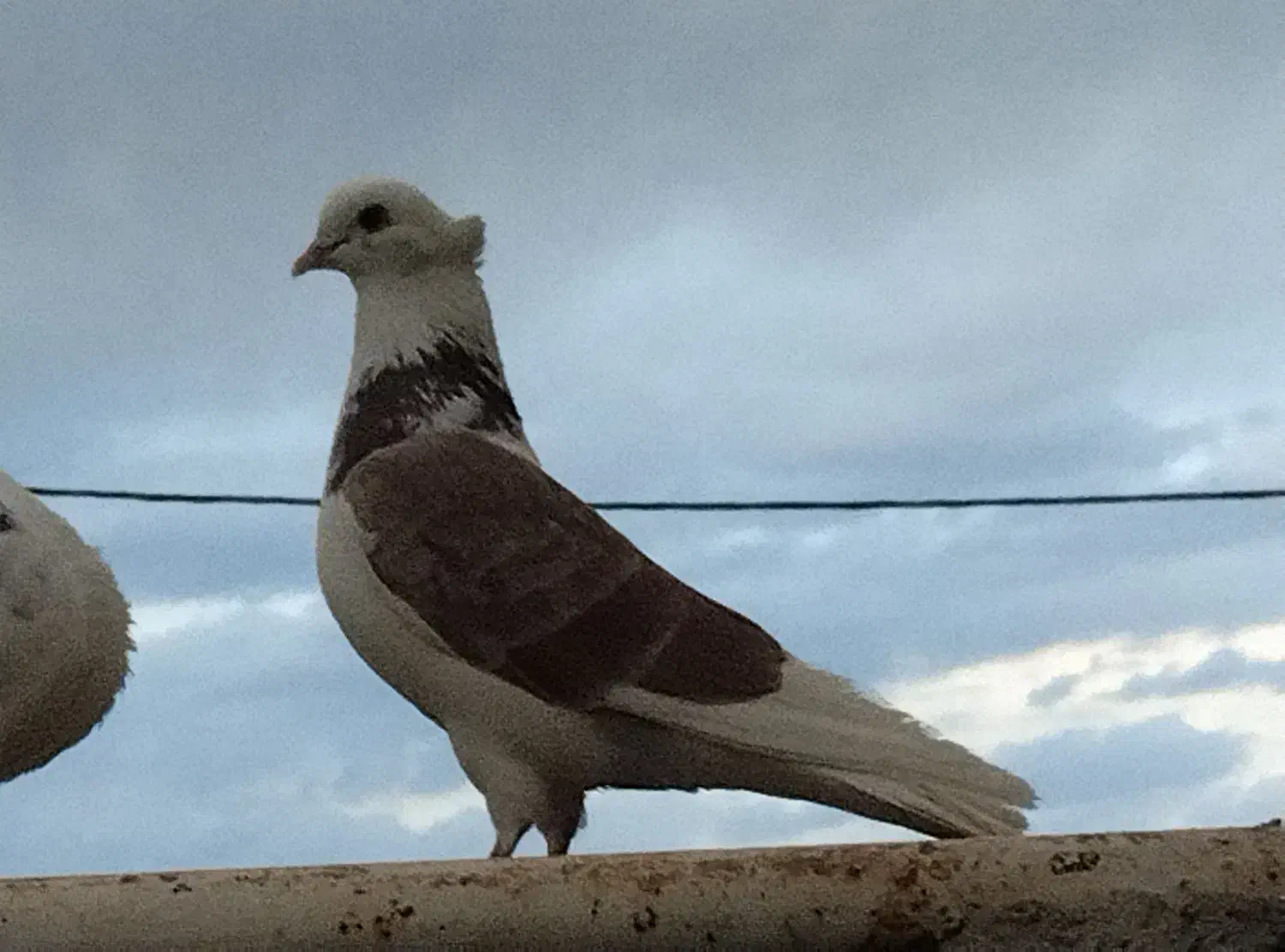 کود کفتر|گل و گیاه طبیعی|ابهر, |دیوار