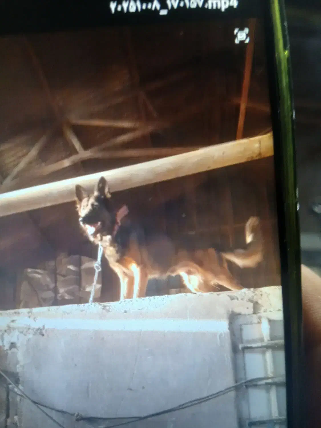 سگ گرگی|سگ|تهران, خزانه|دیوار