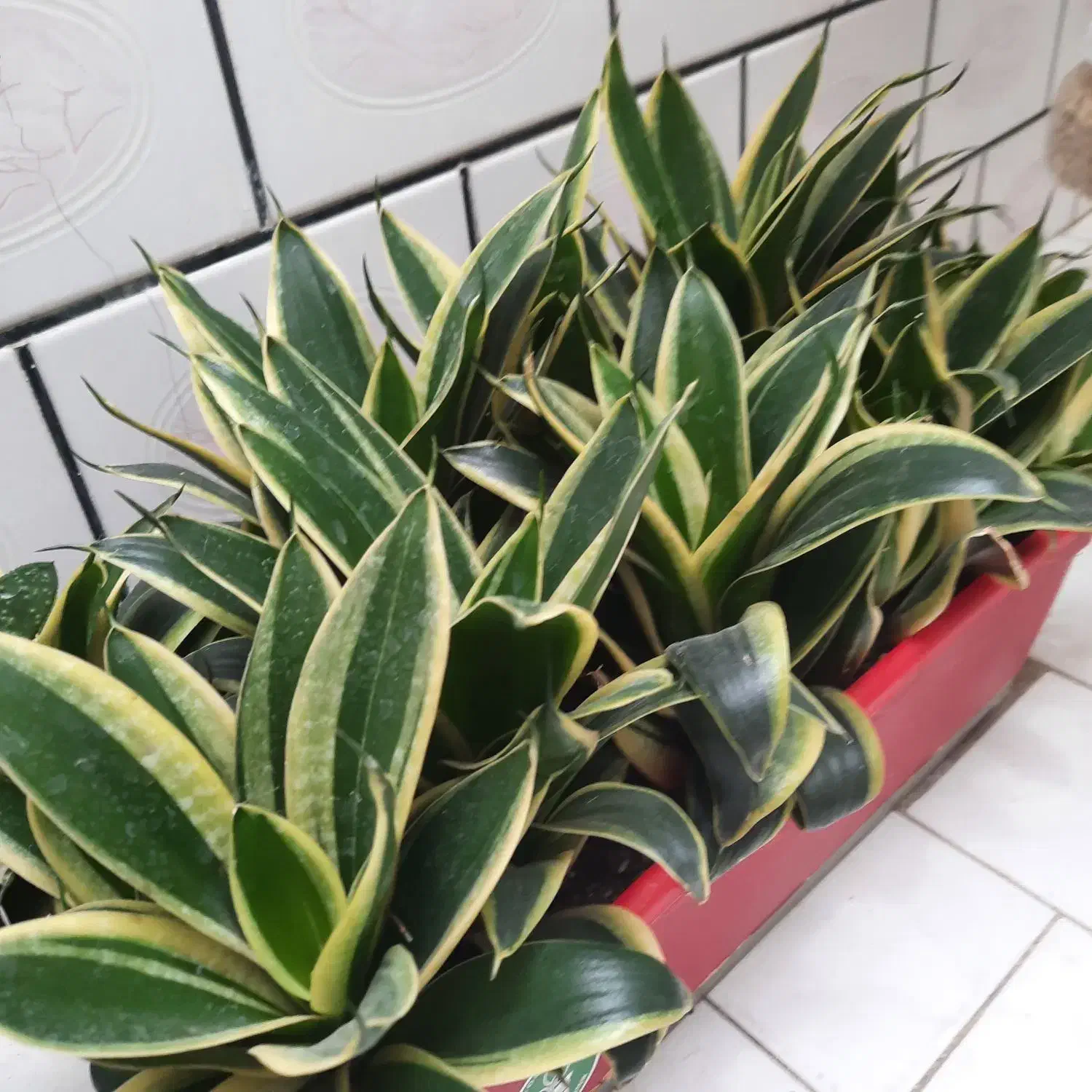 گل سانسوریابلک گلد،کاملاخانگی|گل و گیاه طبیعی|اندیمشک, |دیوار