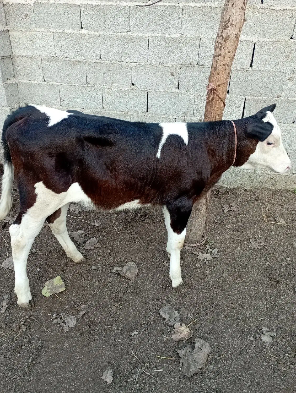 گاو با گوساله..|حیوانات مزرعه|رشت, نیکمرام|دیوار