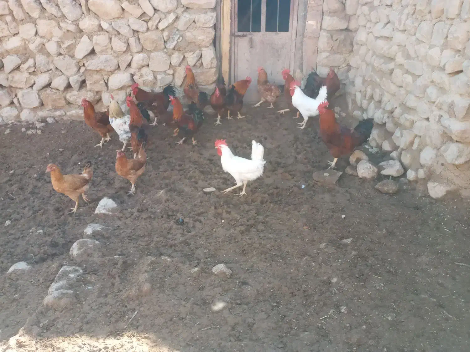 کله شیر ( خروس)|حیوانات مزرعه|ایوان, |دیوار