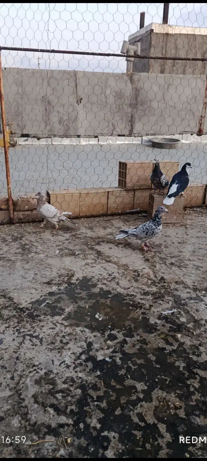 کفتر هفرنگ خطی|پرنده|شال, |دیوار