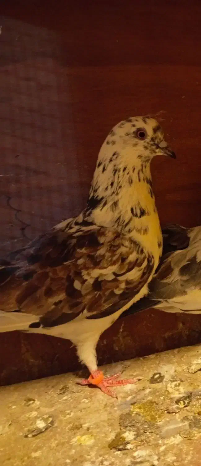 کبوتر تکپر|پرنده|مینودشت, |دیوار