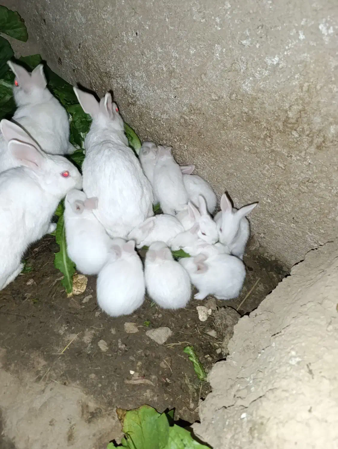 خرگوش سفید معاوضه با قناری|موش و خرگوش|فیروزآباد (فارس), |دیوار