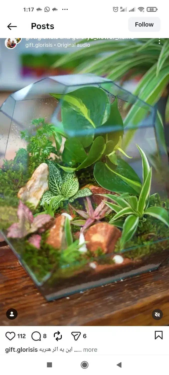 تراریوم گل طبیعی|گل و گیاه طبیعی|تهران, شهرک آپادانا|دیوار