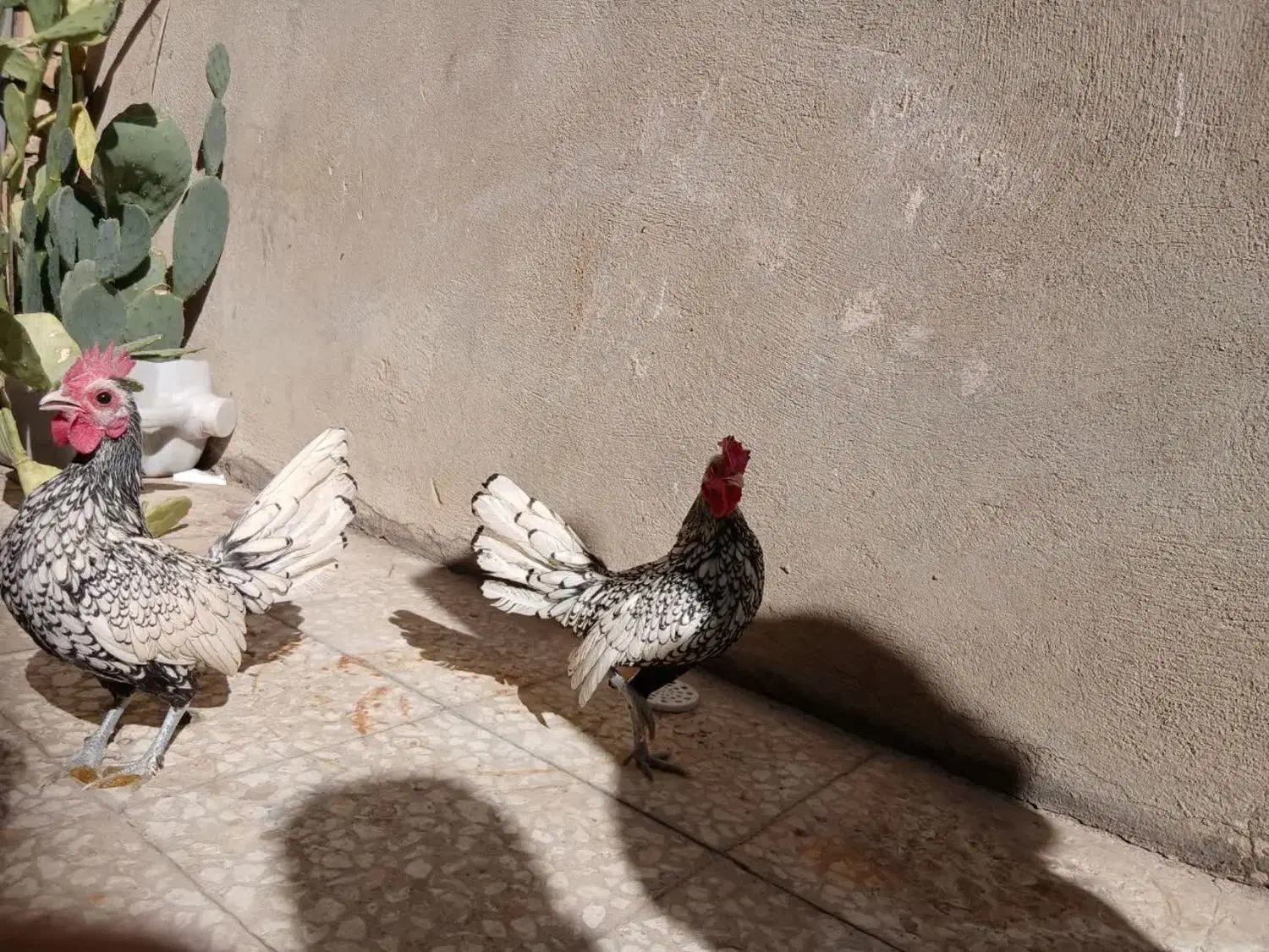 مرغ|پرنده|قم, مسجد امام حسن|دیوار