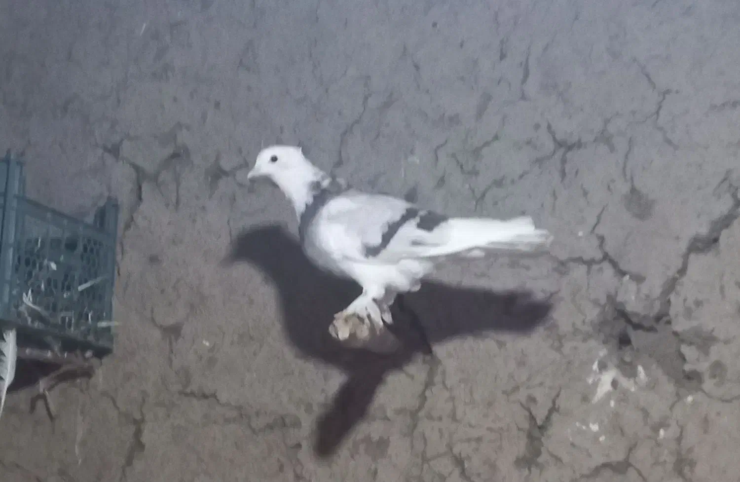 کفتر کاکلی ماده|پرنده|بسطام, |دیوار