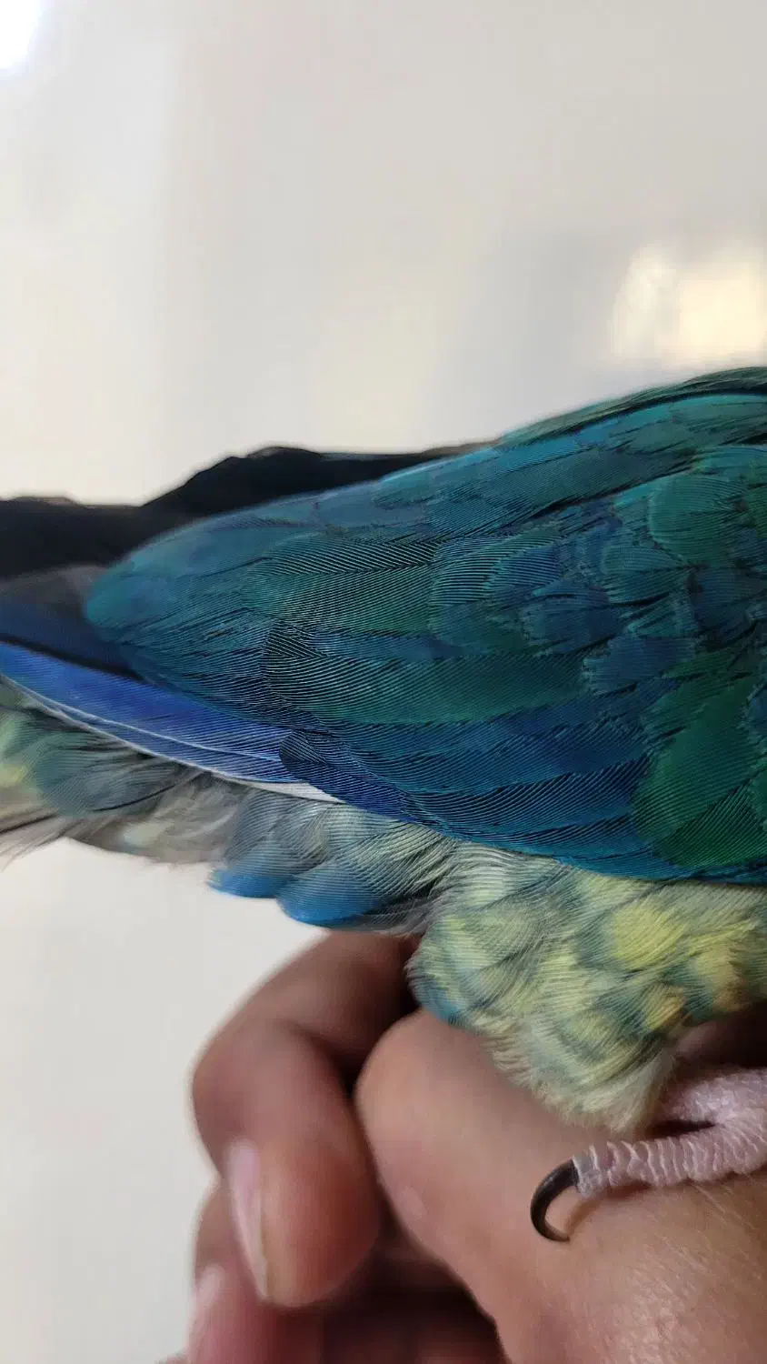 طوطی رد چیک  تراکوئیس  گرینچیک  سخنگو|پرنده|فردیس, منظریه|دیوار