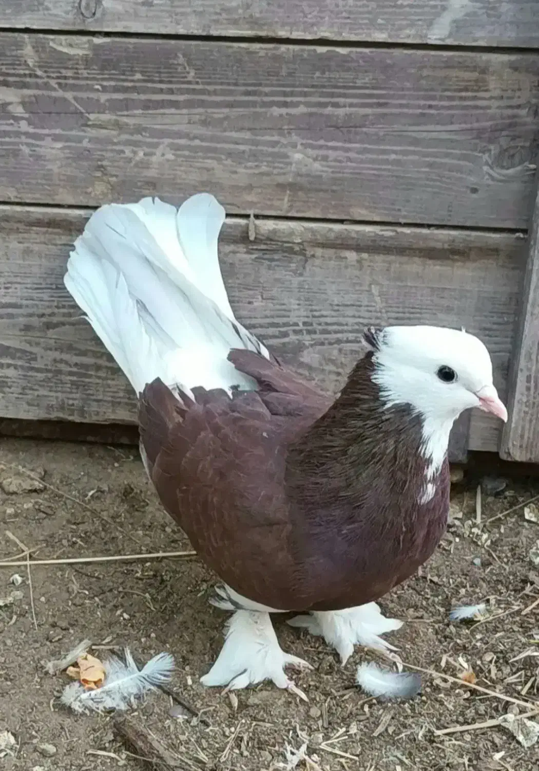 کبوتر شازده|پرنده|ماهنشان, |دیوار