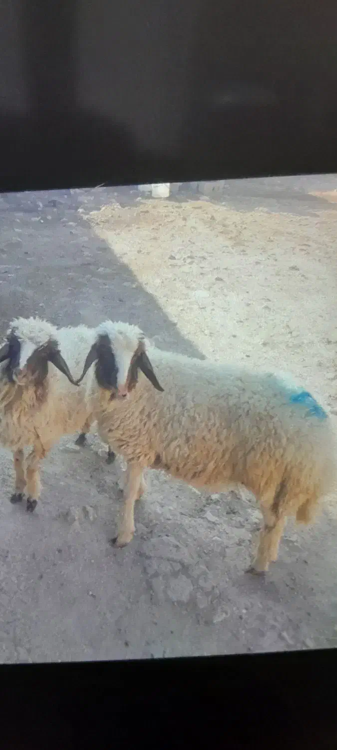 بر ه نر|حیوانات مزرعه|سرپل ذهاب, |دیوار