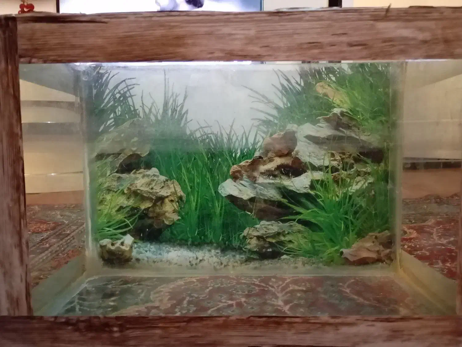 آکواریوم|ماهی|ارومیه, |دیوار