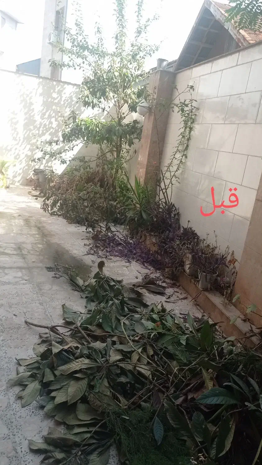 هرس و باغبانی|خدمات باغبانی و درختکاری|رشت, توشیبا|دیوار