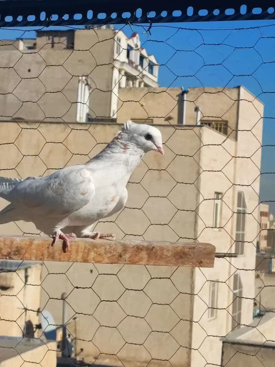 کفتر|پرنده|تهران, جی|دیوار