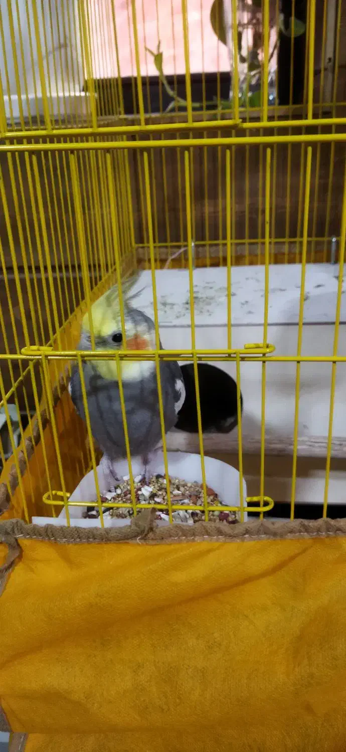 یک جفت عروس هلندی نرو ماده|پرنده|فشاپویه, |دیوار