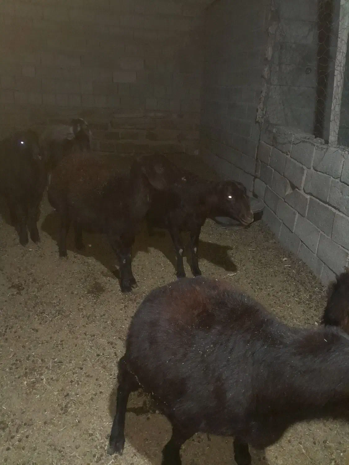 پنج عدد میش داشتی|حیوانات مزرعه|طاغنکوه, |دیوار