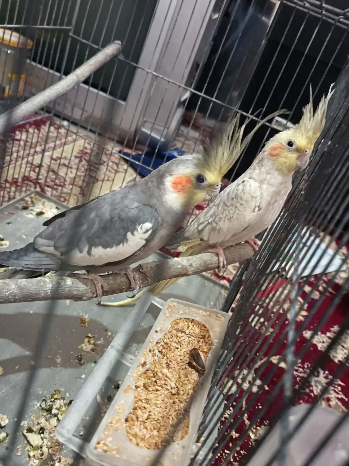 عروس هلندی جفت با تخم|پرنده|بجنورد, |دیوار