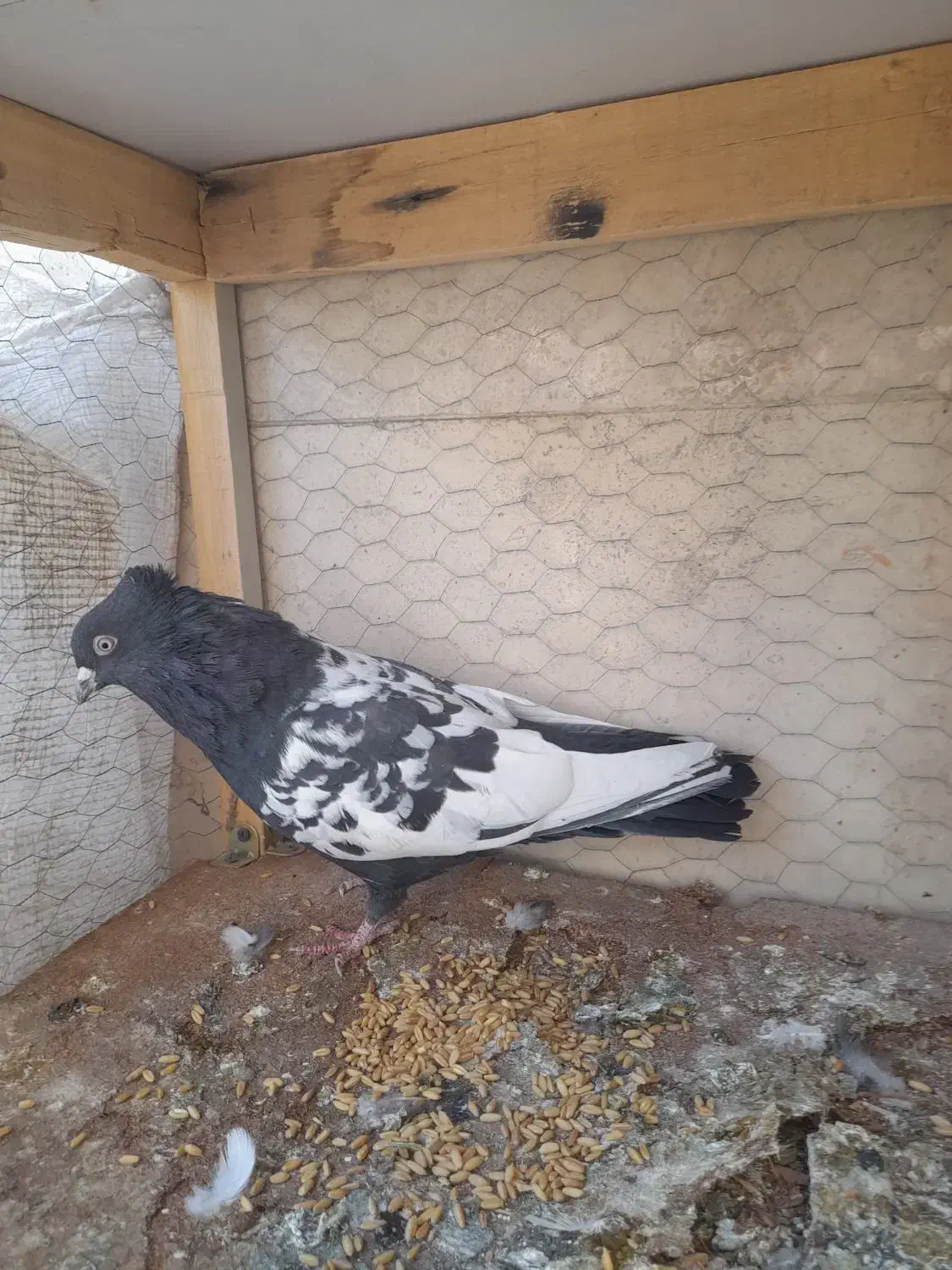 کبوتر ماده سرو ته سیاه|پرنده|ملایر, |دیوار