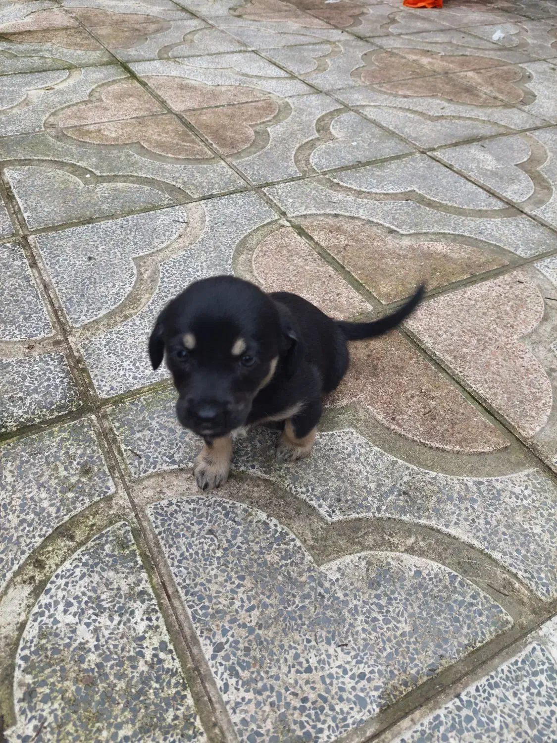 واگذاری رایگان توله دوماهه ماده|سگ|نوشهر, |دیوار