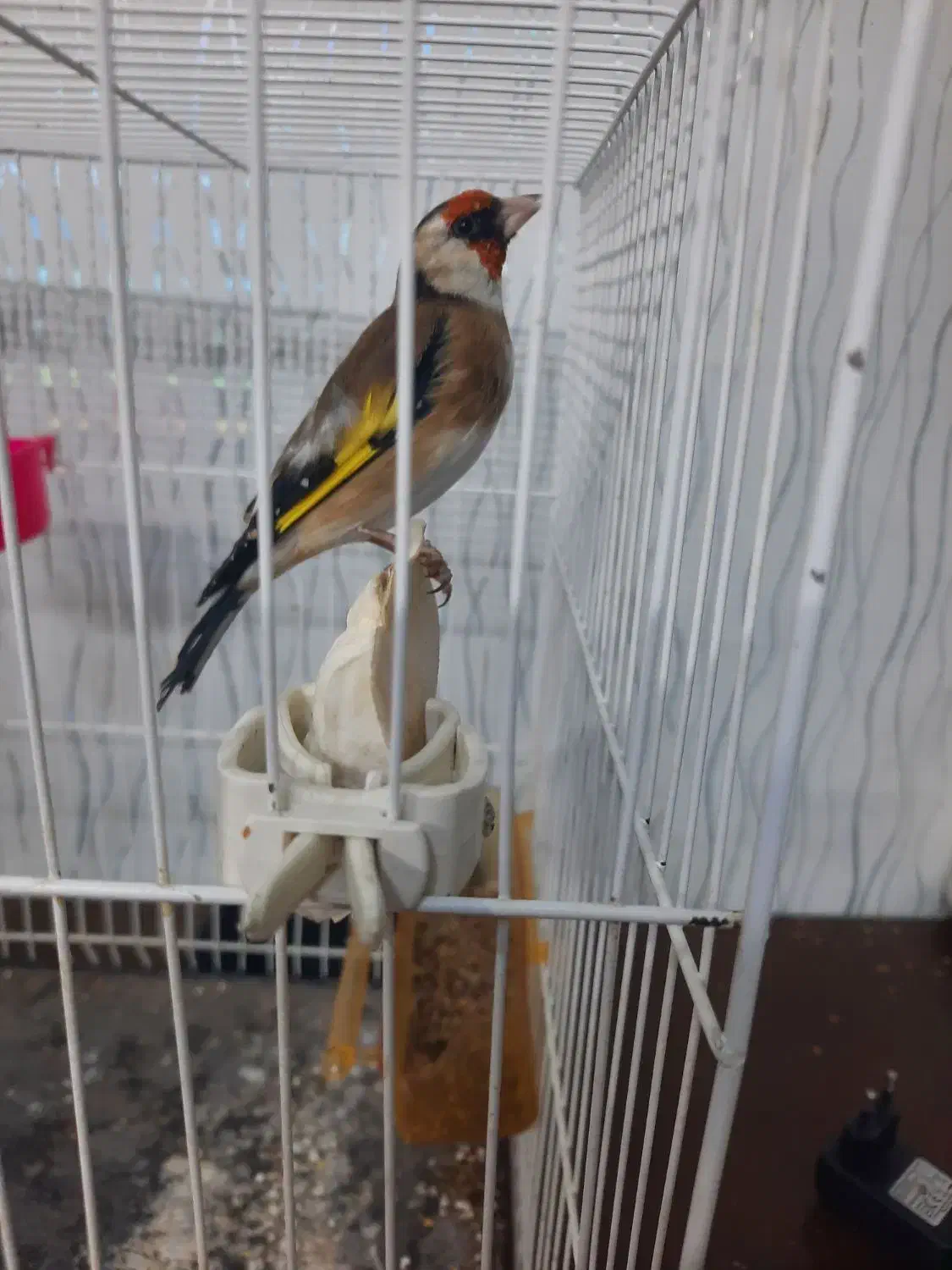 سهره نرچهارگل بخون|پرنده|تایباد, |دیوار