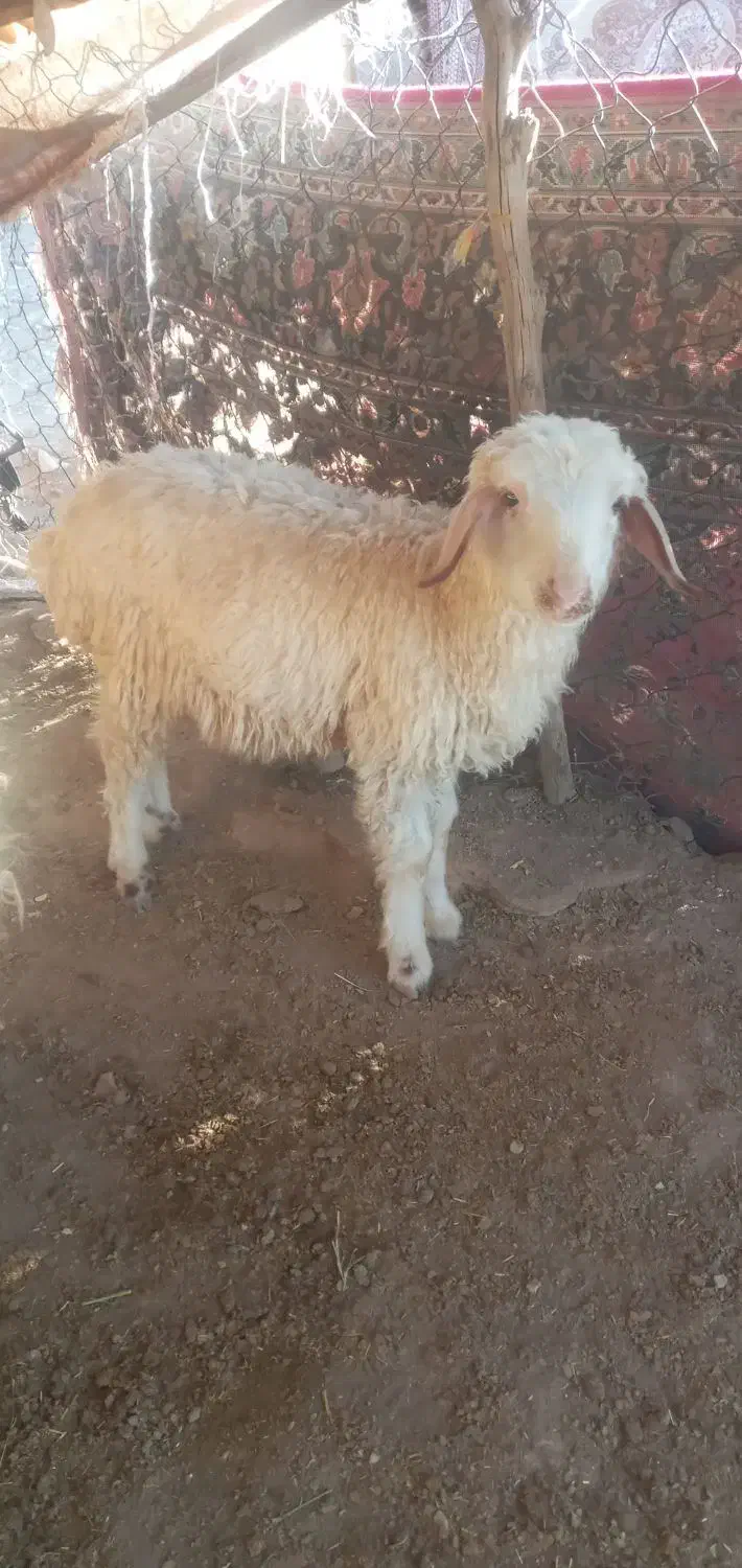 بره فروش|حیوانات مزرعه|آبدانان, |دیوار