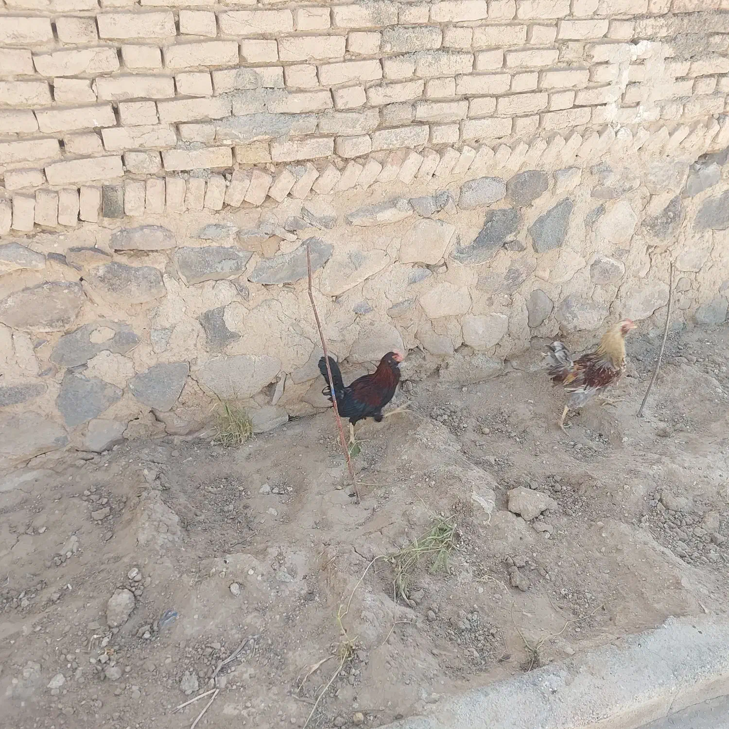 مرغ و خروس نژاد دار|حیوانات مزرعه|قروه, |دیوار