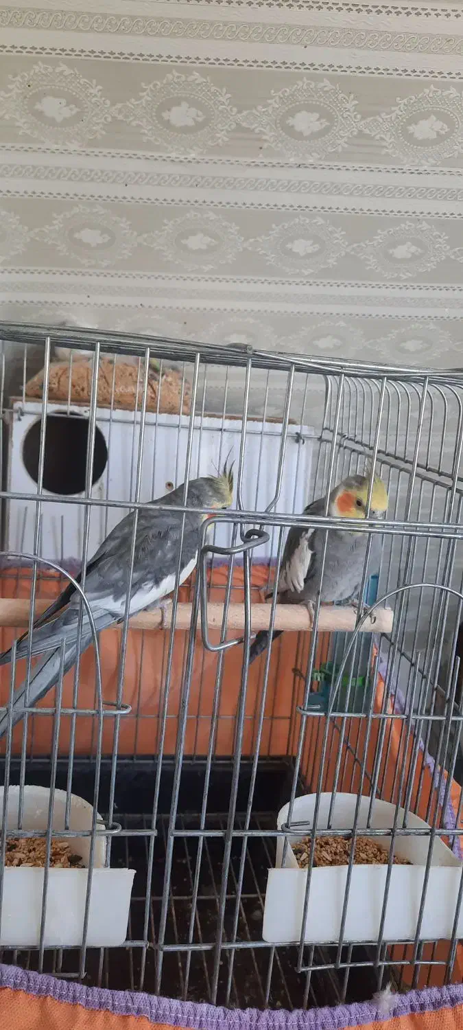 فروش دوعدد عروس هلندی نر وماده سالم و|پرنده|خمین, |دیوار