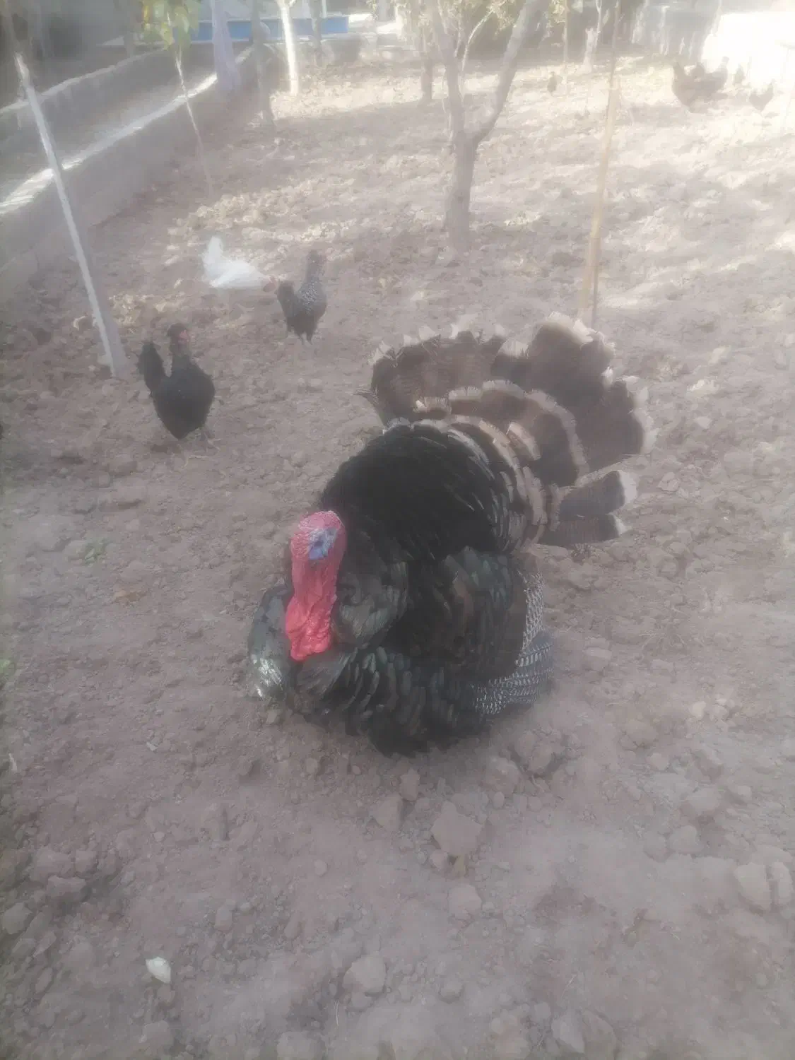 فروش بوقلمون|حیوانات مزرعه|کرج, باغستان|دیوار