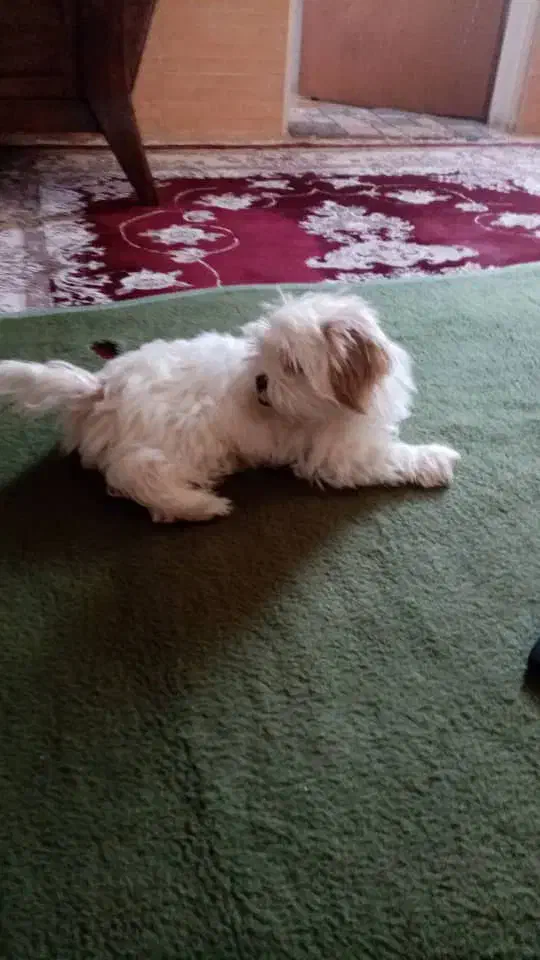 واگذاری شیتزوسوپرفلت اصیل|سگ|قدس, شهرقدس|دیوار