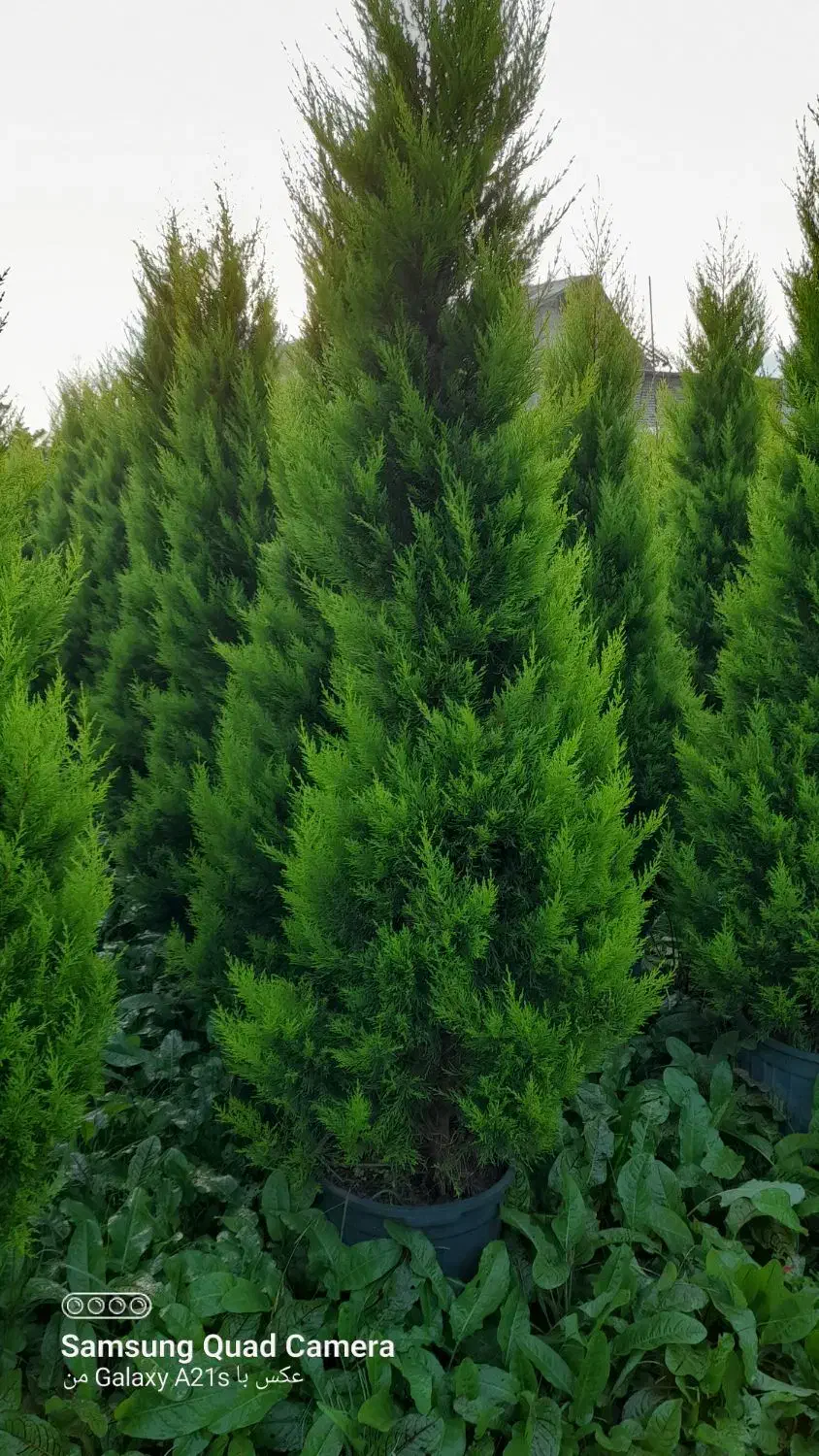 لاوسون زباله صادراتی تعداد|گل و گیاه طبیعی|چابکسر, |دیوار