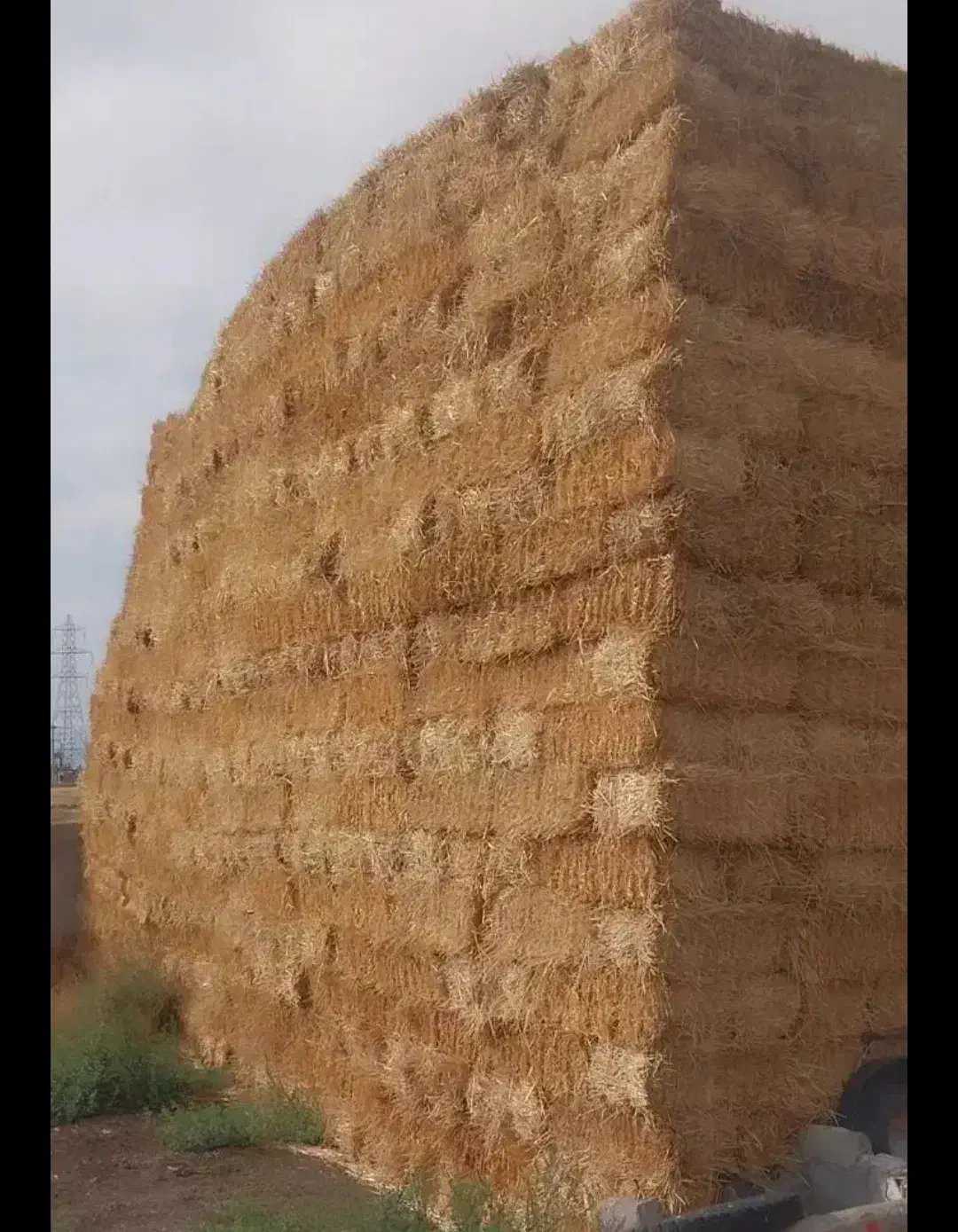 فروش پرسگندموکاهویونجهوکسانتره|عمدهفروشی|نیشابور, فردوسی جنوبی|دیوار