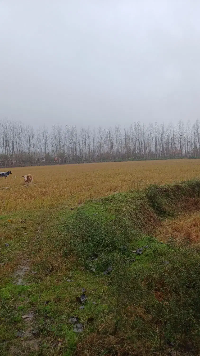 درخت صنوبر|عمده‌فروشی|تولم شهر, |دیوار