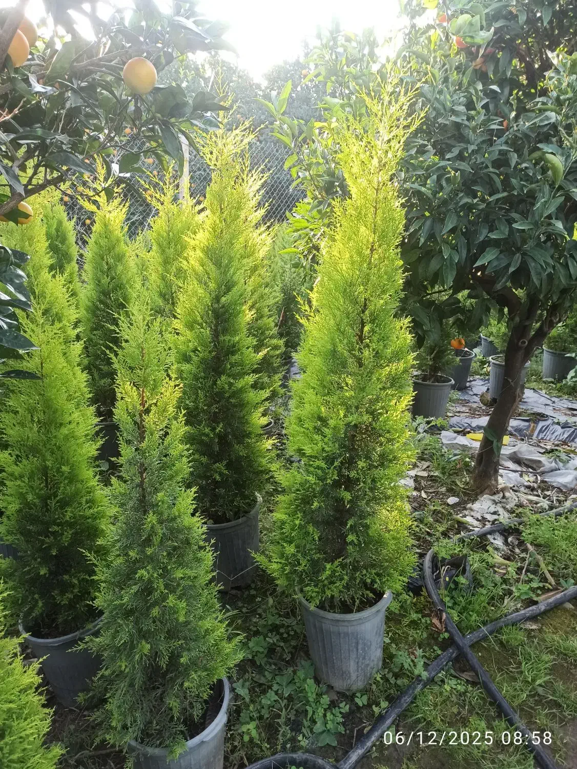 لاوسون.کاج طلایی|گل و گیاه طبیعی|چابکسر, |دیوار