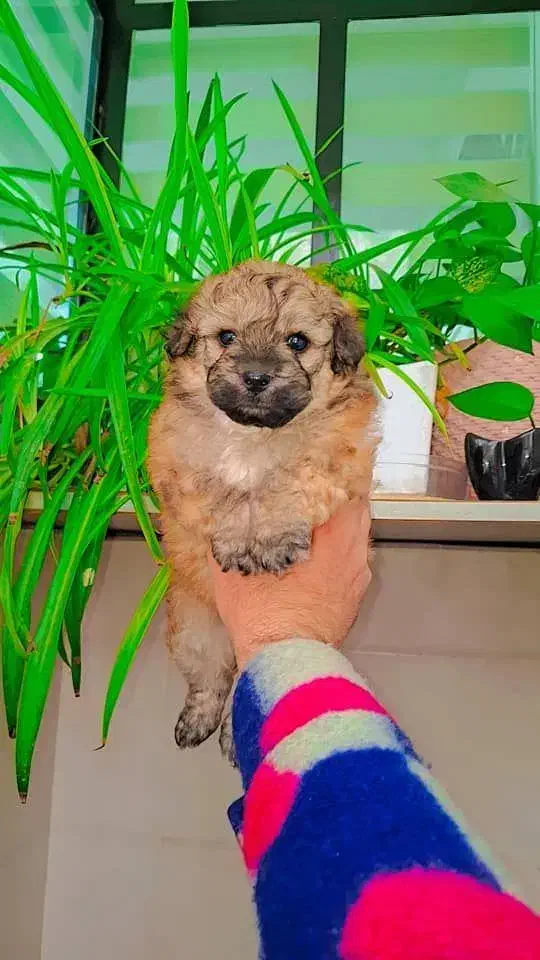 پودل کراس|سگ|رشت, گلسار|دیوار