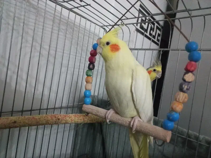 عروس هلندی|پرنده|تهران, کیانشهر|دیوار