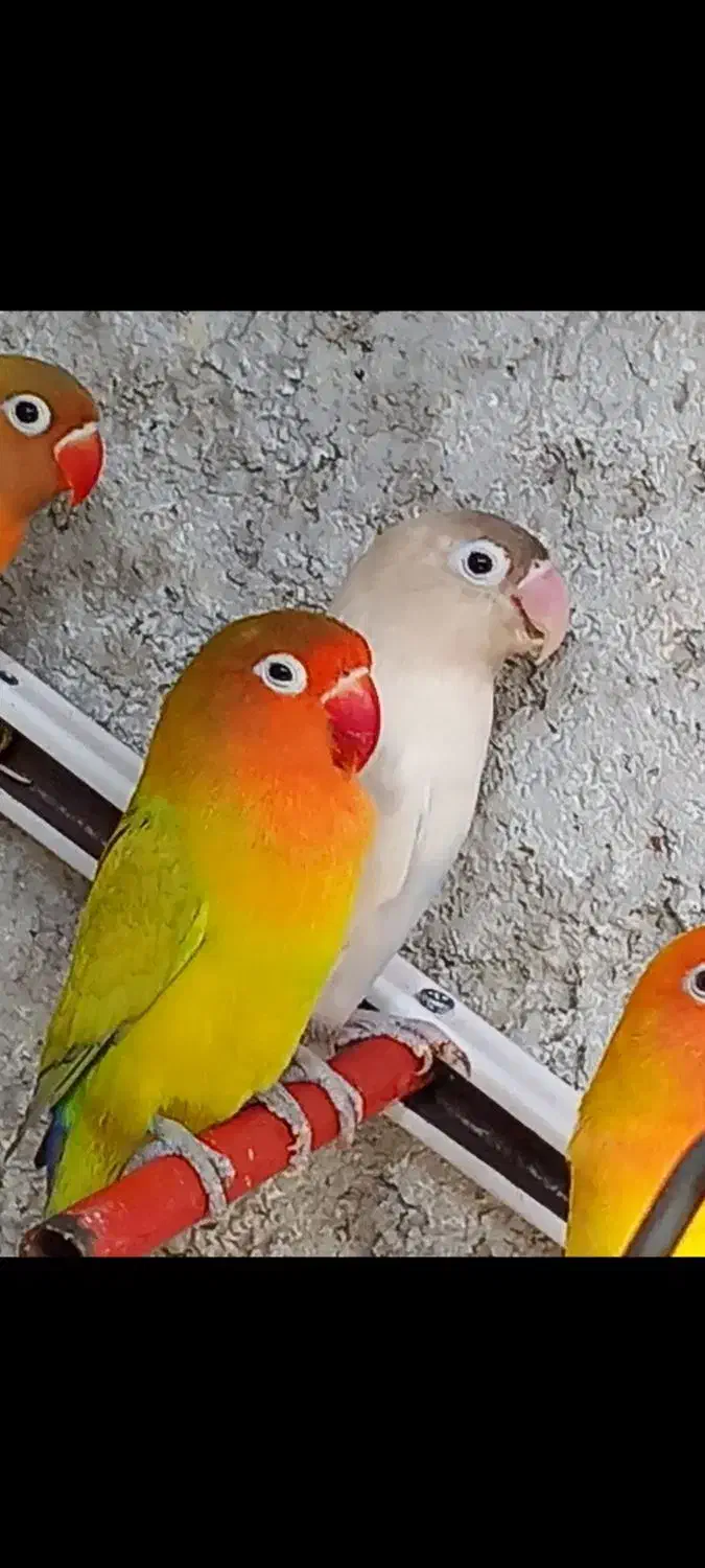 طوطی برزیلی|پرنده|مشکیندشت, |دیوار