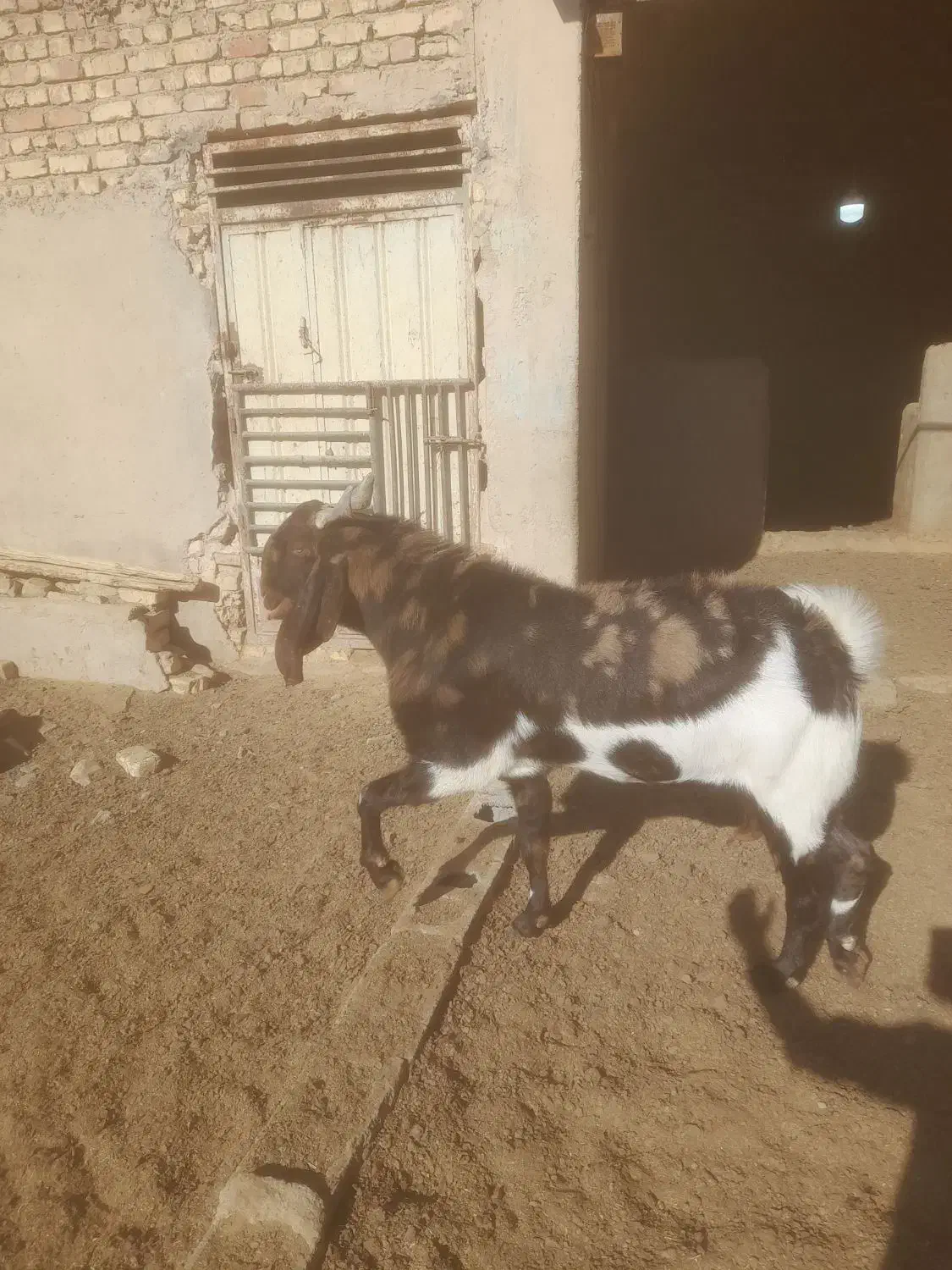 بز.بزغاله.گوسفند.بره.دوبر|حیوانات مزرعه|اصفهان, محمودآباد|دیوار