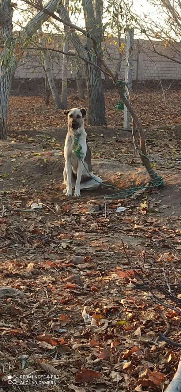 واگذاری ماده8ماهه گلهای نگهبان نسلکشی درجه یک|سگ|تبریز, |دیوار