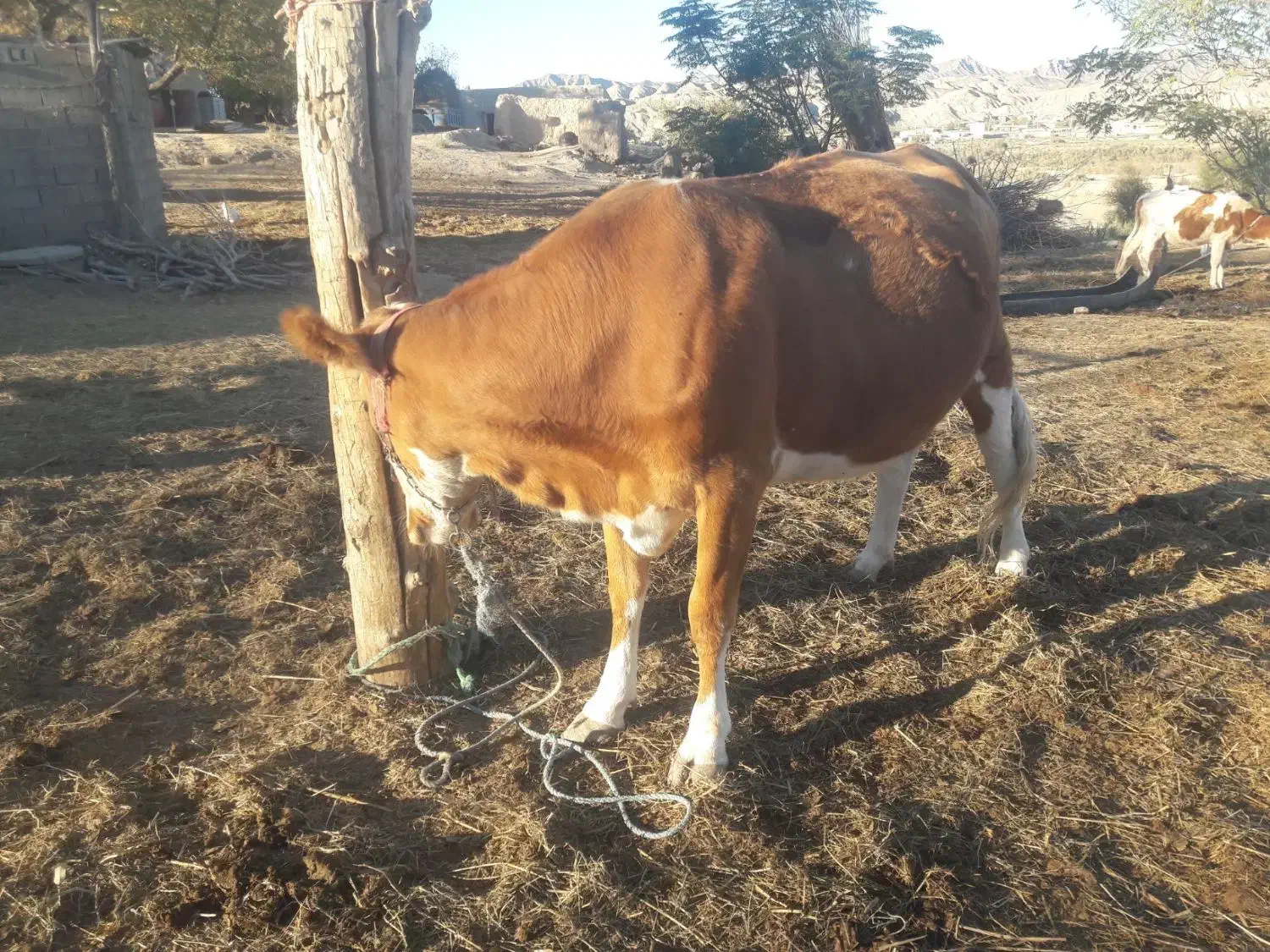 گاو سیمینتال قرمز ۸ماه آبستن یک شکم زاییده تلیسه|حیوانات مزرعه|مراوه, |دیوار