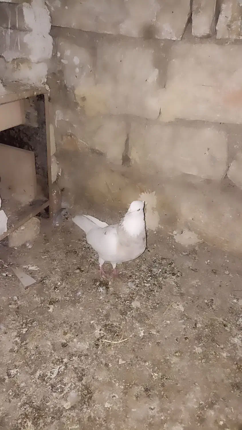 کبوتر  نر .ماده|پرنده|جوانرود, |دیوار