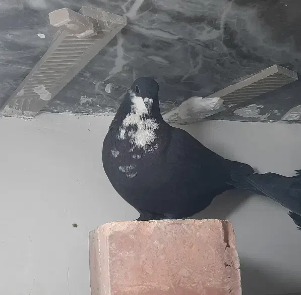 ماده سیاه ریش کلاهی|پرنده|زرند, |دیوار