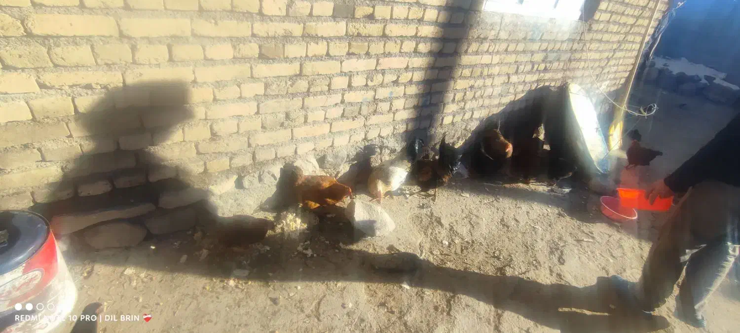 تعدادی. مرغ و خروس محلی   درجه یک|حیوانات مزرعه|چالدران, |دیوار