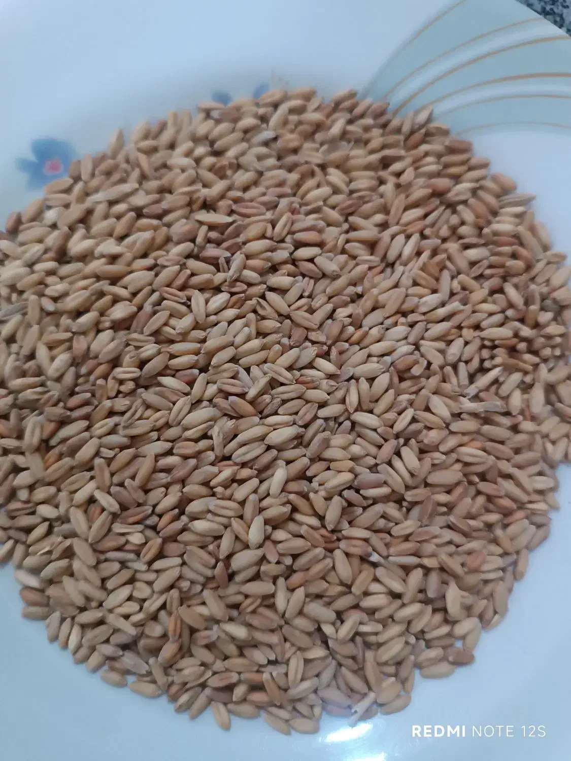 گندم و جو|عمده‌فروشی|کوهدشت, |دیوار