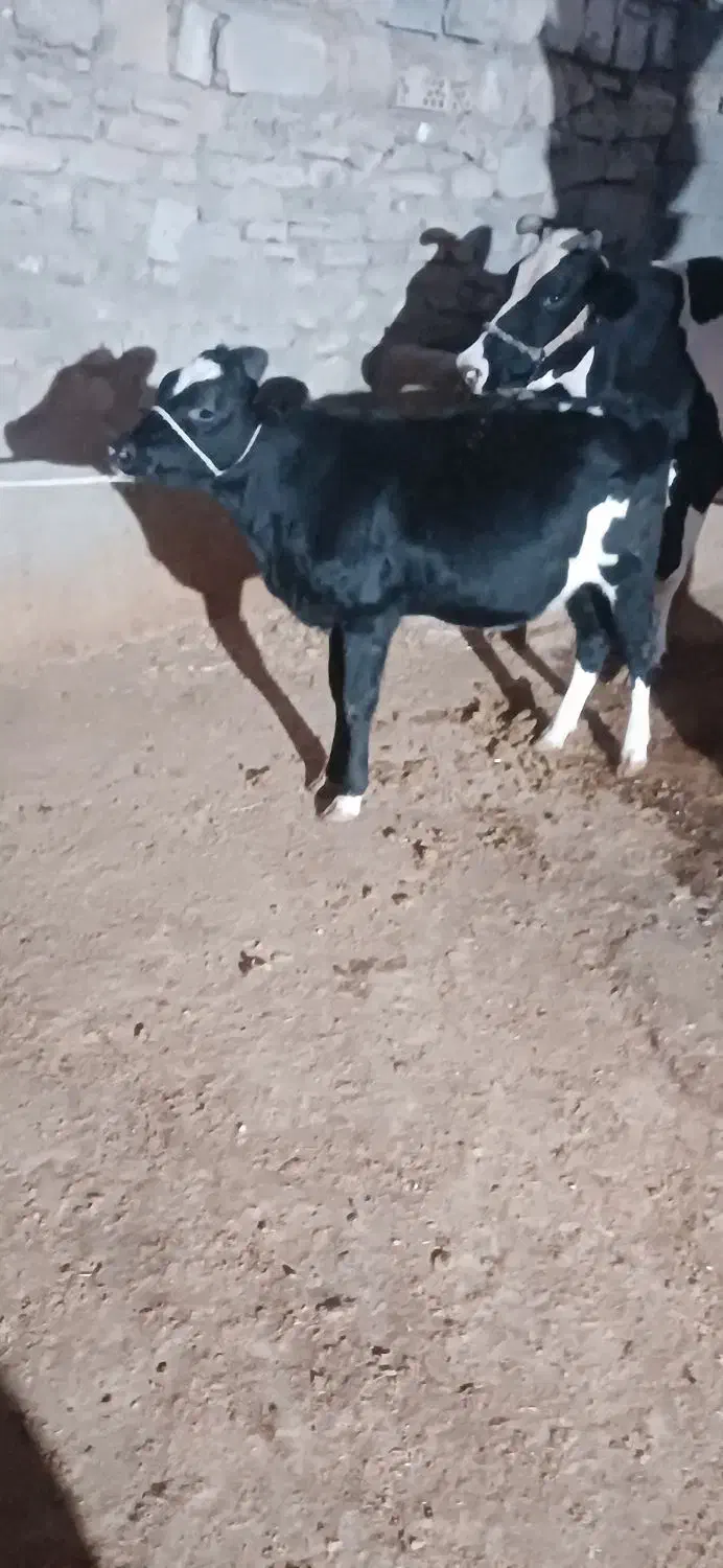 گاو وگوساله|حیوانات مزرعه|بهبهان, |دیوار