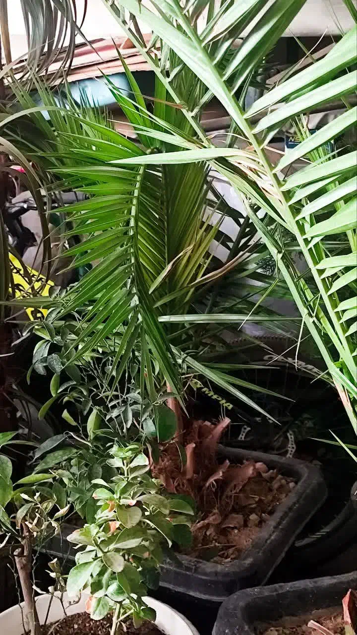 نخل خرما ۴ سالهام گلدان بزرگ ارتفاع ۱.۵ تا دو متر|گل و گیاه طبیعی|تهران, وصفنارد|دیوار