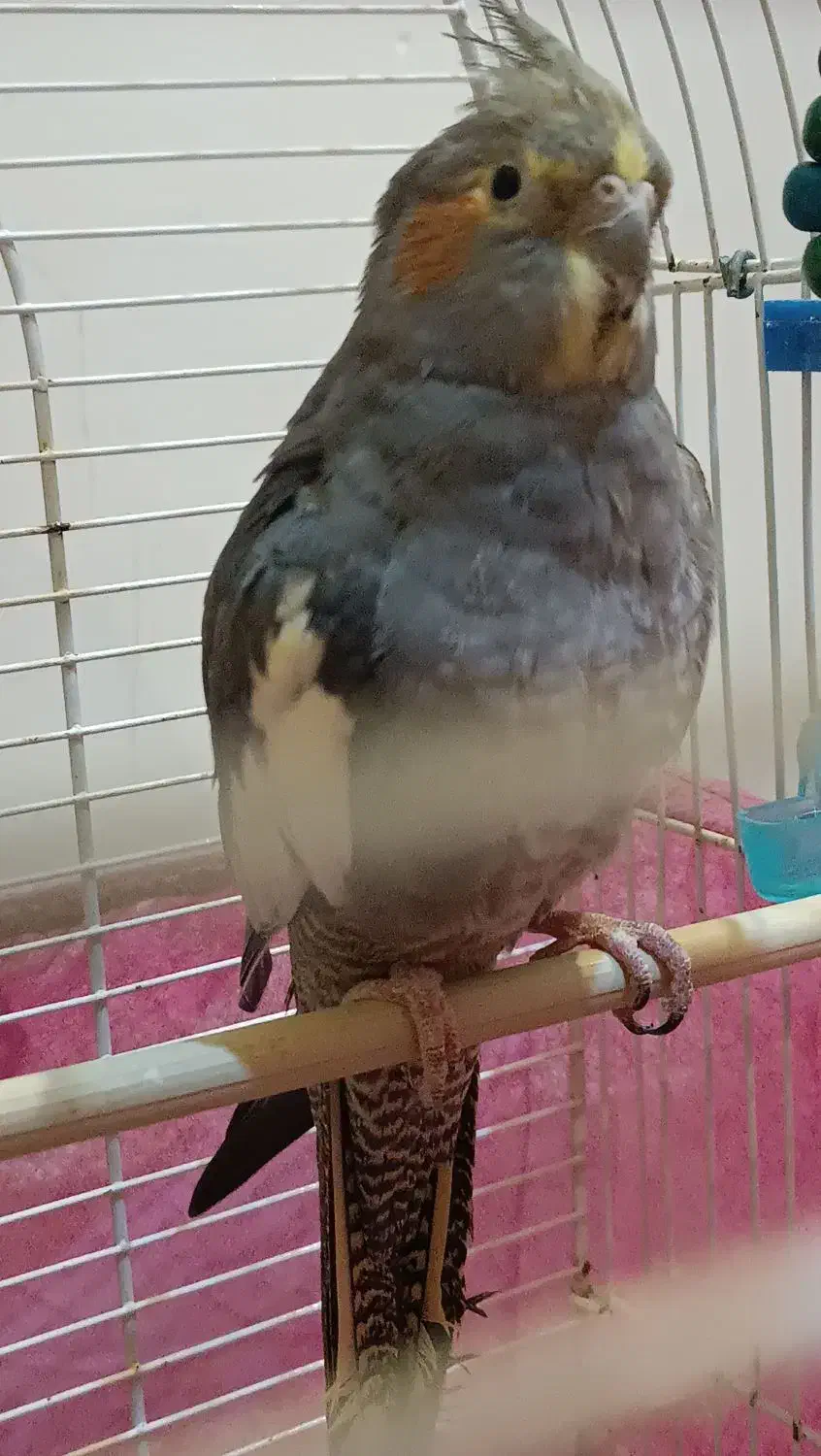 عروس هلندی بالغ ماده|پرنده|لاهیجان, کوی خزر|دیوار