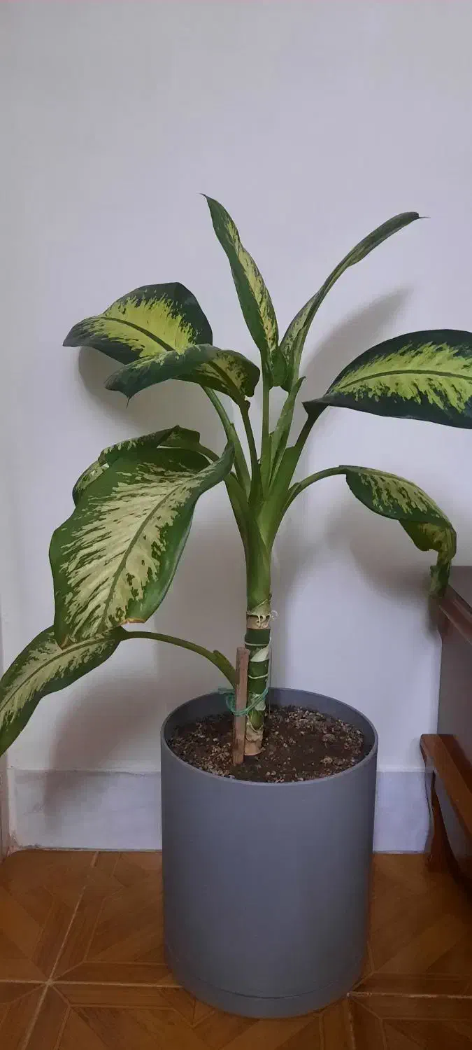 گل طبیعی|گل و گیاه طبیعی|صباشهر, |دیوار