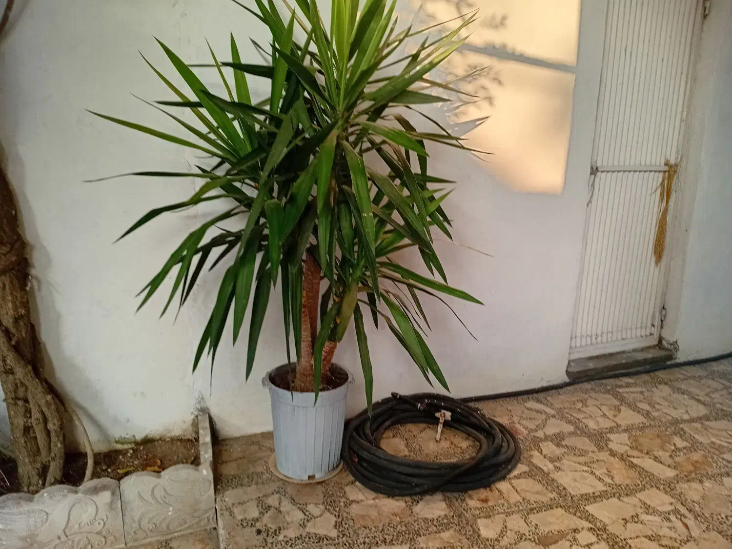 فروش گل یوگا|گل و گیاه طبیعی|بندر انزلی, چهارفریضه|دیوار