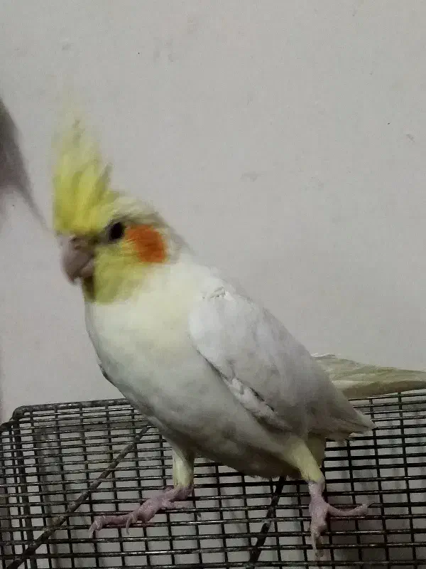 پرنده عروس|پرنده|قم, سراجه (۱۵ خرداد)|دیوار